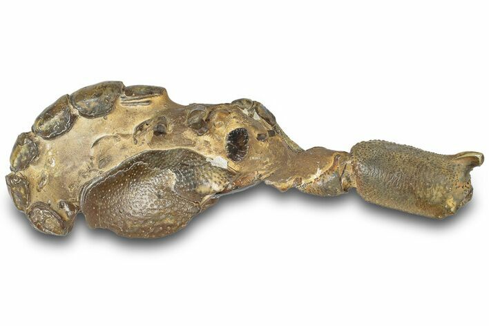 Fossil Mud Lobster (Thalassina) - Gunn Poin, Australia #307731